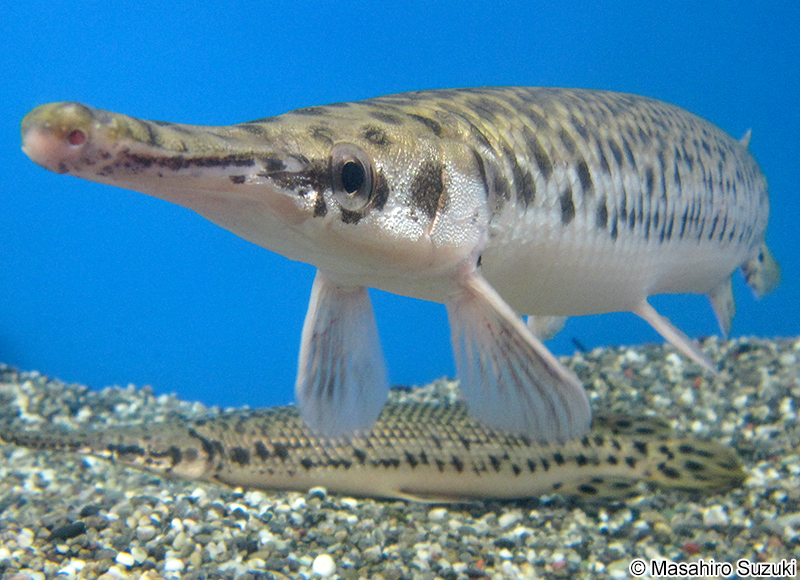 スポッテッドガー Lepisosteus oculatus