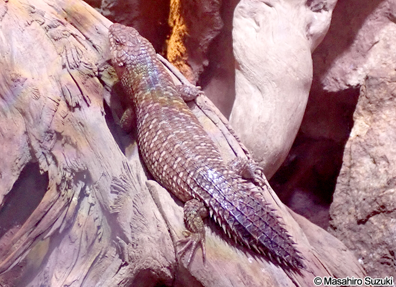 ストケスイワトカゲ Egernia stokesii