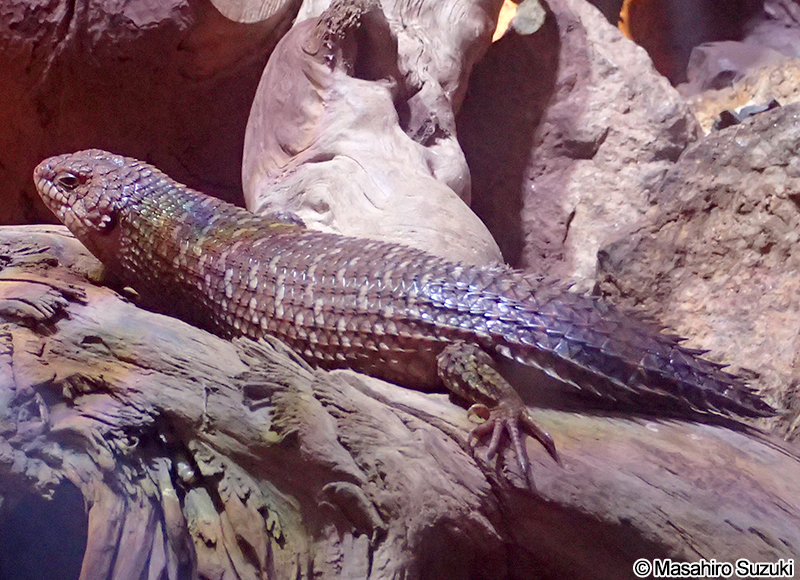 ストケスイワトカゲ Egernia stokesii