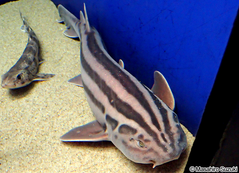 タテスジトラザメ Poroderma africanum