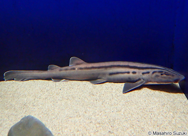 タテスジトラザメ Poroderma africanum