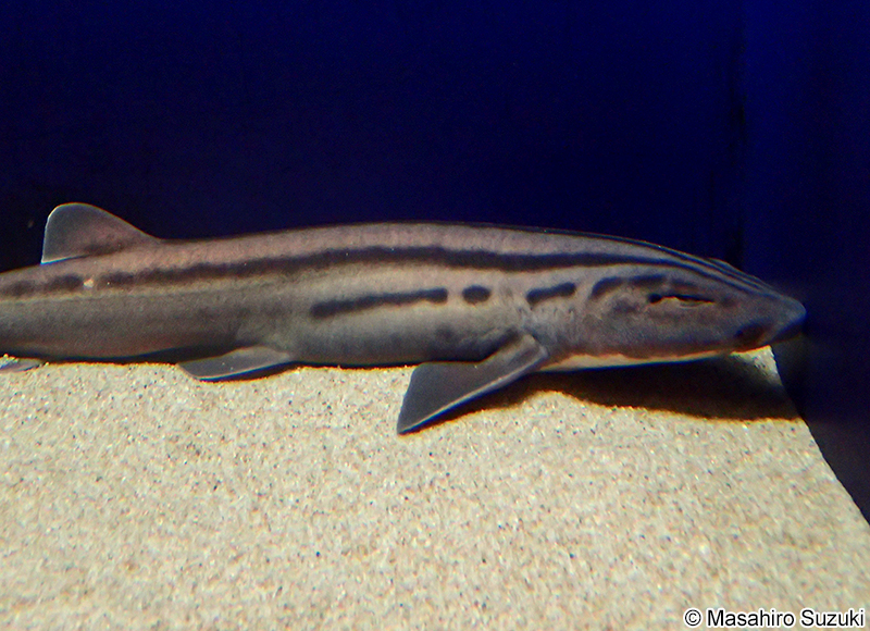 タテスジトラザメ Poroderma africanum
