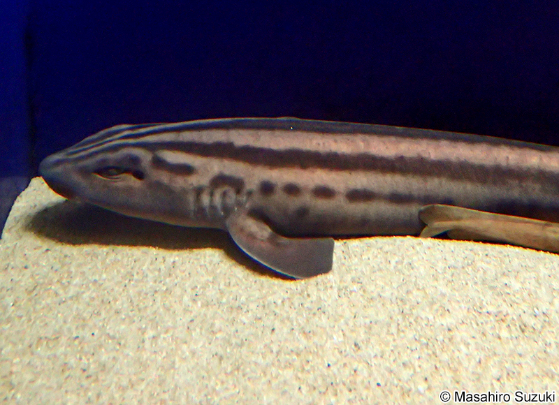 タテスジトラザメ Poroderma africanum