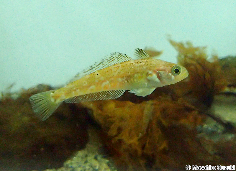 ストライプトノトテン Trematomus hansoni