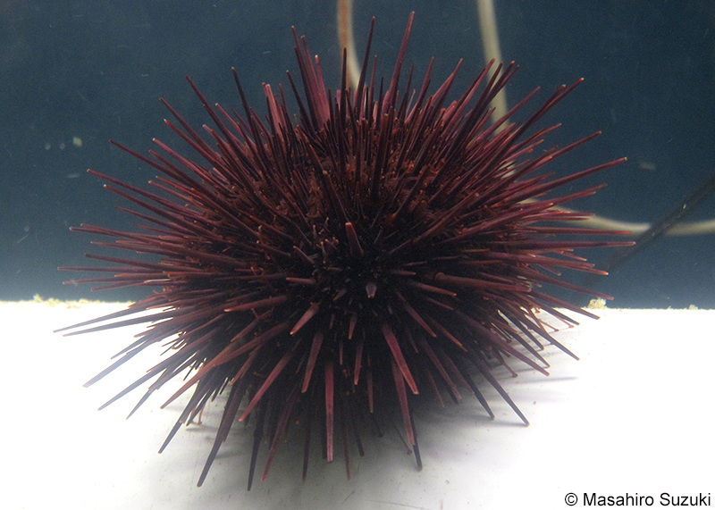 キタムラサキウニ Mesocentrotus nudus