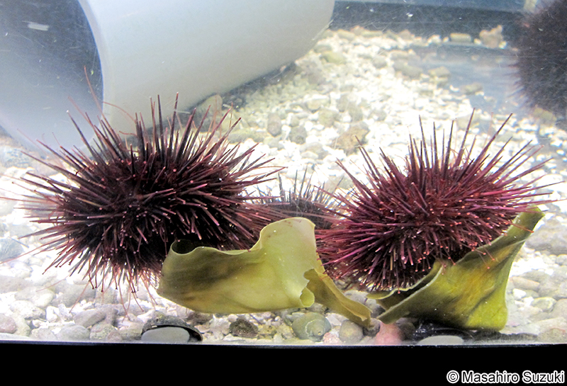 キタムラサキウニ Mesocentrotus nudus