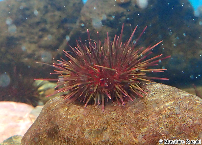 キタムラサキウニ Mesocentrotus nudus