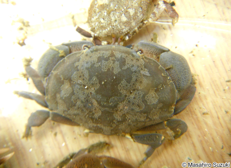 スベスベマンジュウガニ Atergatis floridus