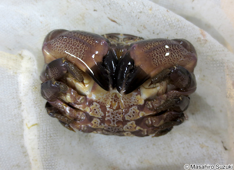 スベスベマンジュウガニ Atergatis floridus