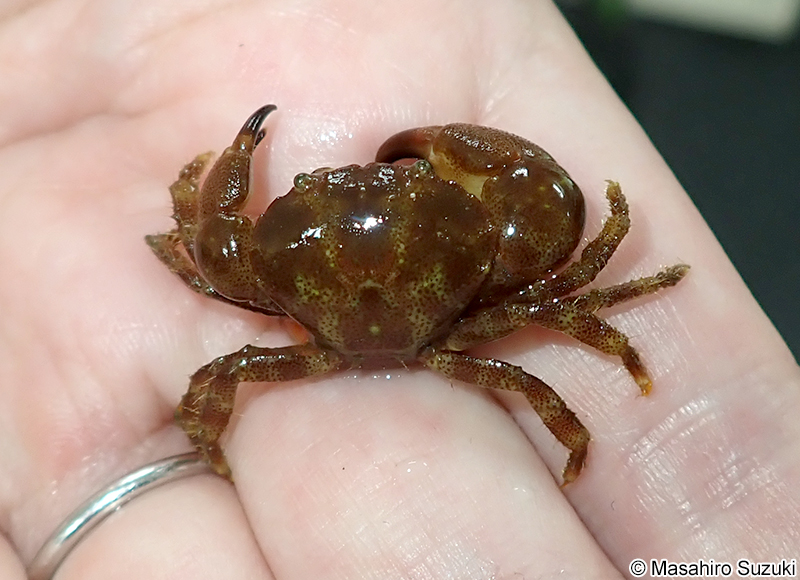 スベスベオウギガニ Sphaerozius nitidus