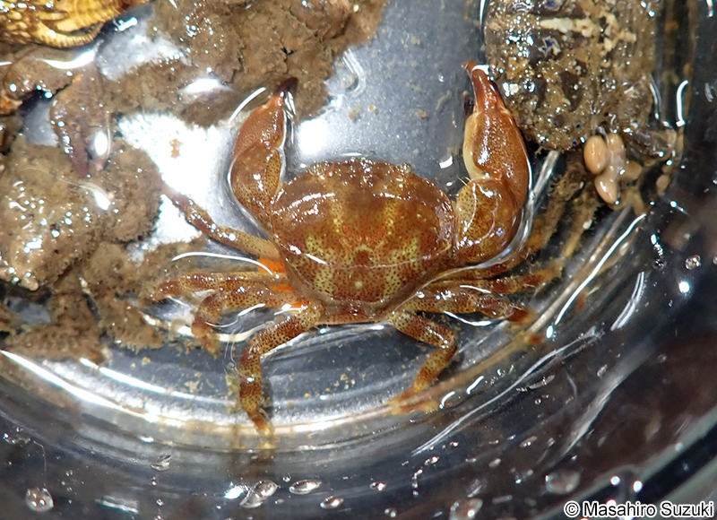 スベスベオウギガニ Sphaerozius nitidus