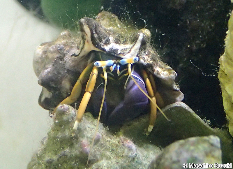 スベスベサンゴヤドカリ Calcinus laevimanus