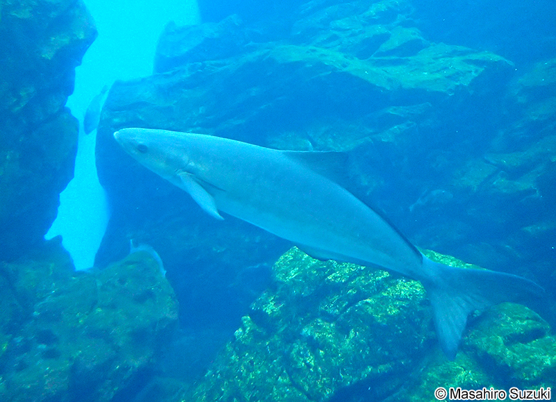 スギ Rachycentron canadum