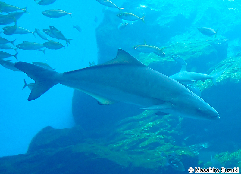 スギ Rachycentron canadum