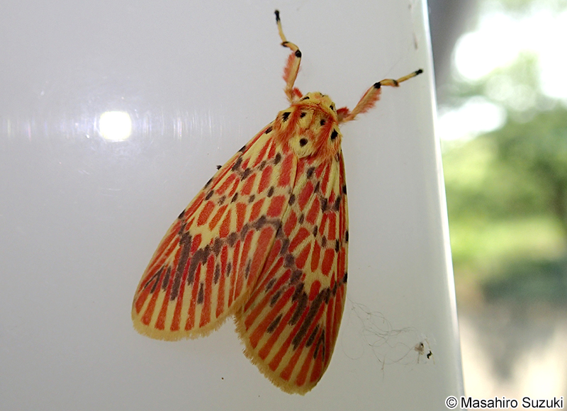 スジベニコケガ Barsine striata