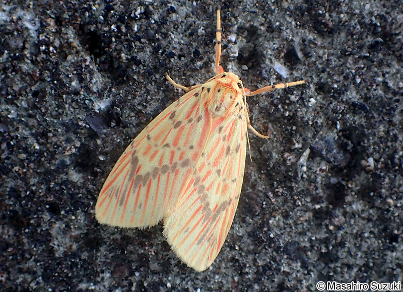 スジベニコケガ Barsine striata