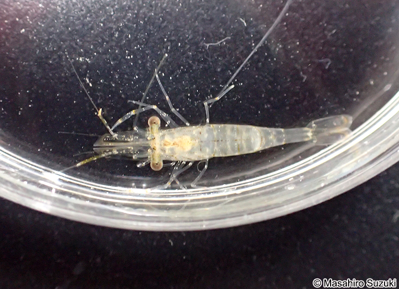 スジエビモドキ Palaemon serrifer