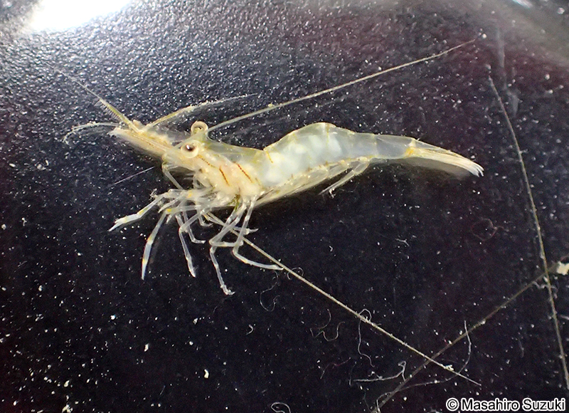 スジエビモドキ Palaemon serrifer