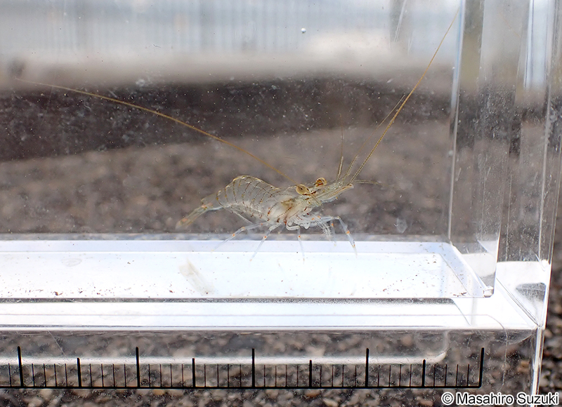 スジエビモドキ Palaemon serrifer