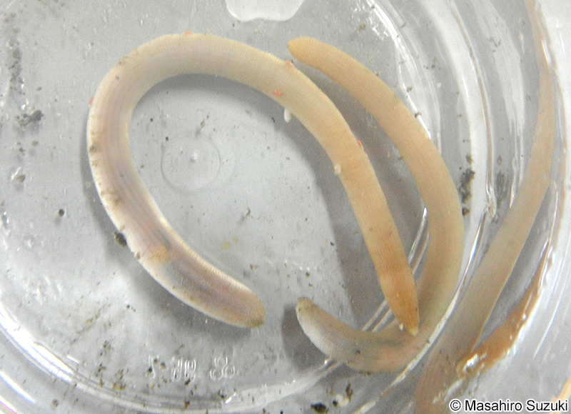 スジホシムシ Sipunculus (Sipunculus) nudus