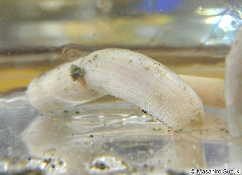 スジホシムシ Sipunculus (Sipunculus) nudus