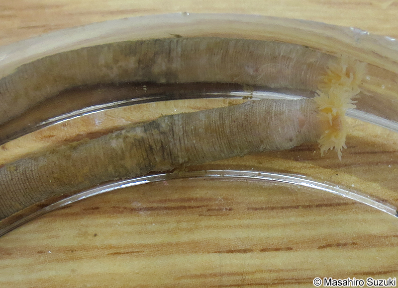 スジホシムシ Sipunculus (Sipunculus) nudus