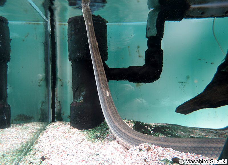 スジミズヘビ Enhydris enhydris