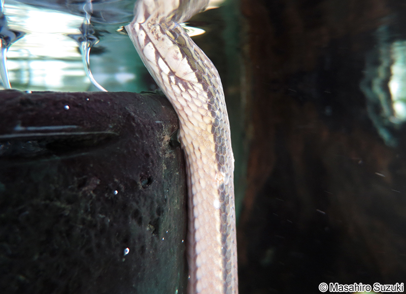 スジミズヘビ Enhydris enhydris