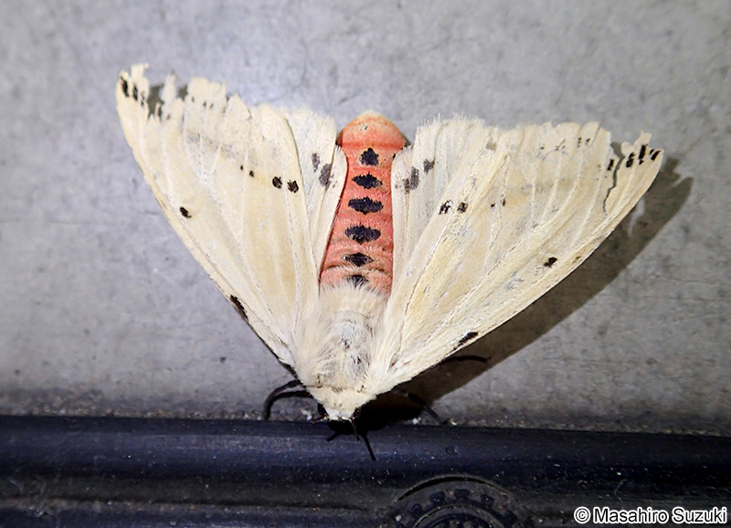 スジモンヒトリ Spilarctia seriatopunctata