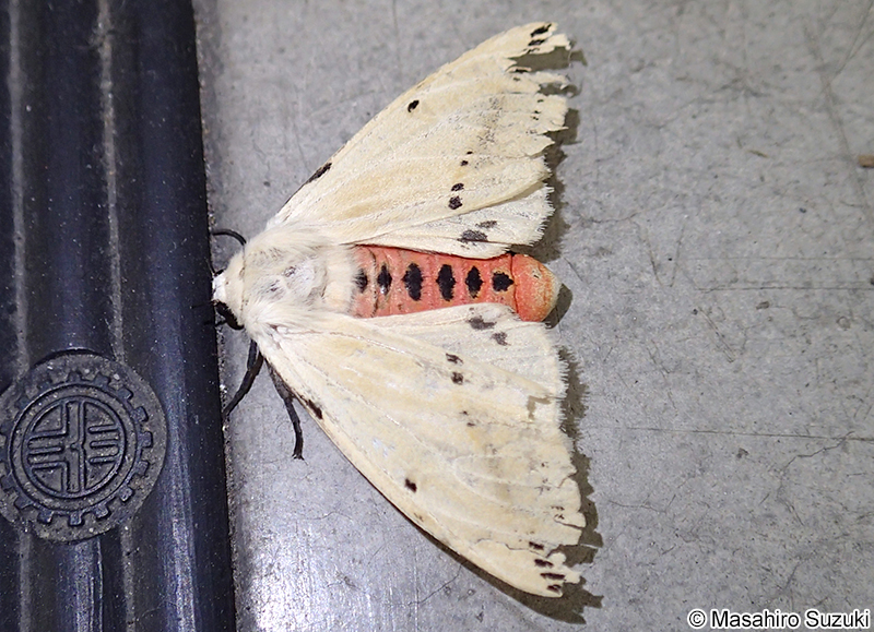 スジモンヒトリ Spilarctia seriatopunctata