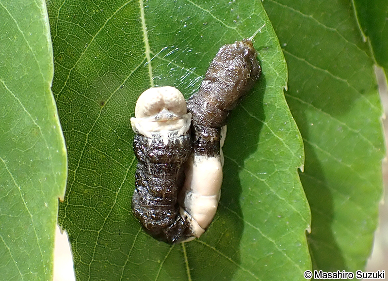 スカシカギバの幼虫