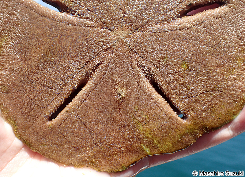 スカシカシパン Astriclypeus manni