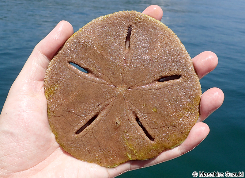 スカシカシパン Astriclypeus manni