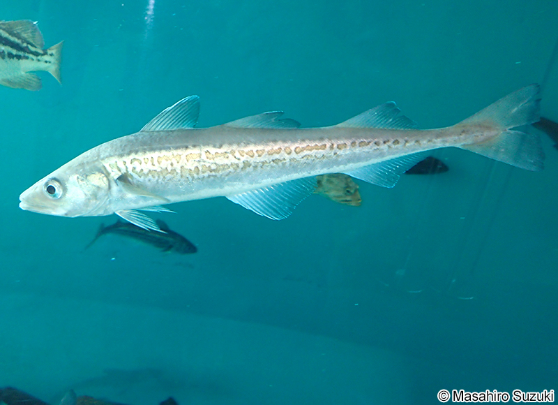 スケトウダラ Gadus chalcogrammus