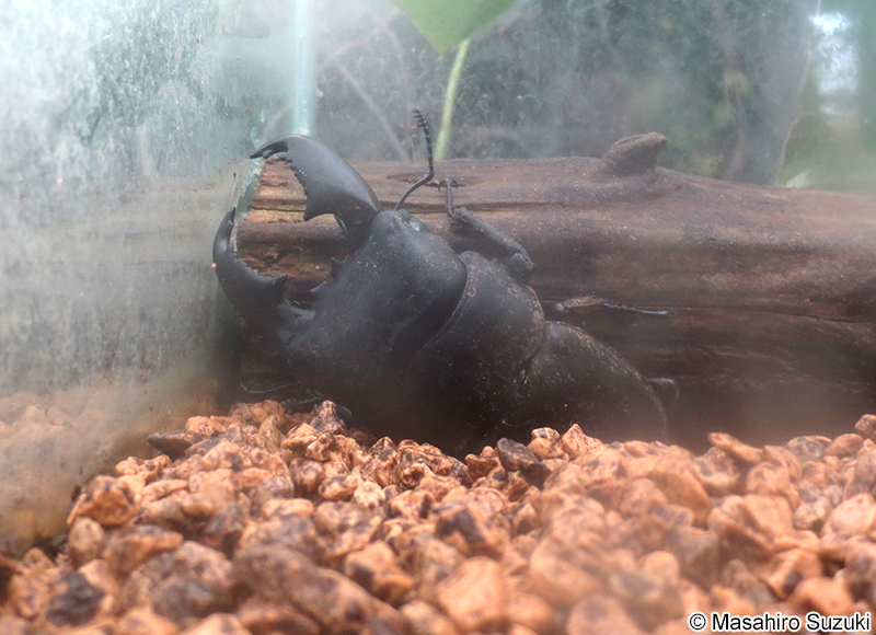 スマトラヒラタクワガタ Dorcus titanus yasuokai