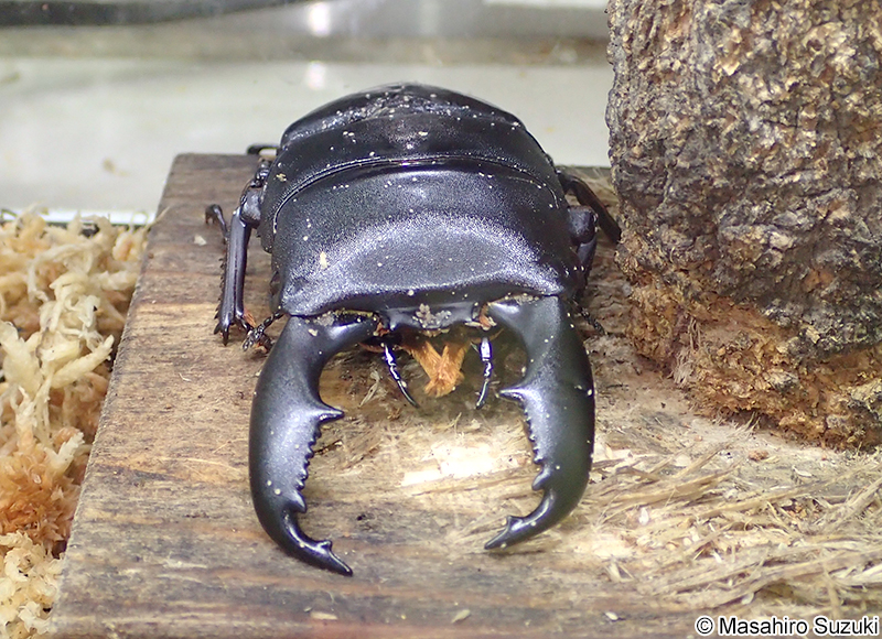 スマトラヒラタクワガタ Dorcus titanus yasuokai