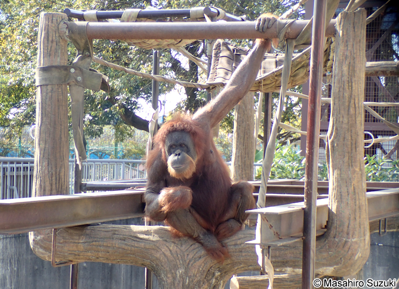 スマトラオランウータン Pongo abelii