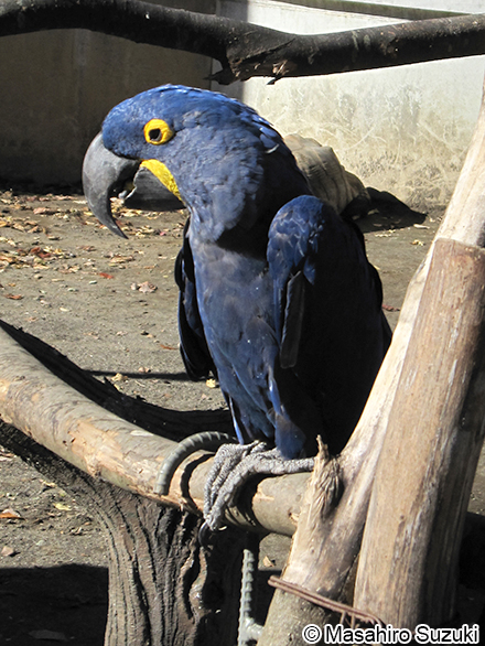 スミレコンゴウインコ Anodorhynchus hyacinthinus