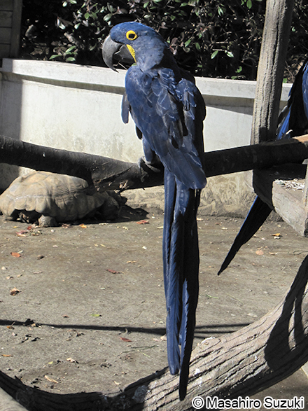 スミレコンゴウインコ Anodorhynchus hyacinthinus