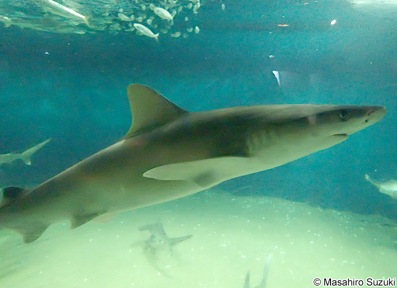スミツキザメ Carcharhinus tjutjot