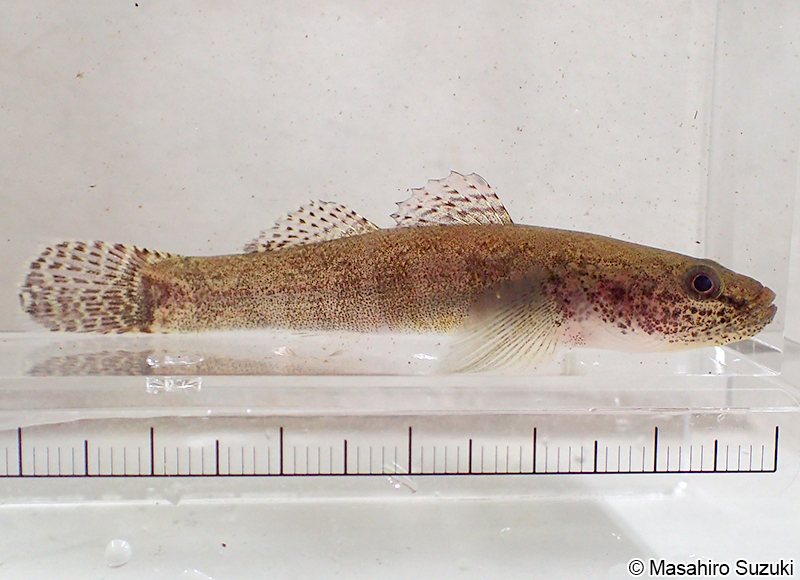 スミウキゴリ Gymnogobius petschiliensis