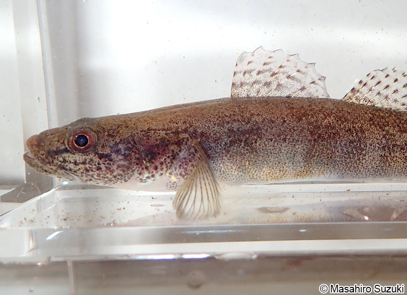 スミウキゴリ Gymnogobius petschiliensis