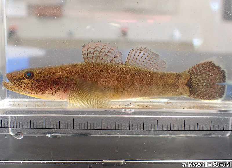 スミウキゴリ Gymnogobius petschiliensis
