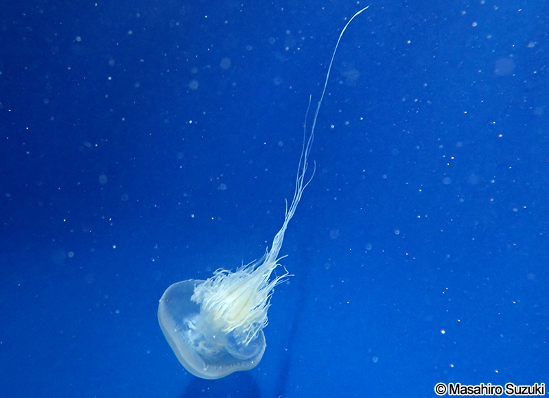 スナイロクラゲ Rhopilema asamushi