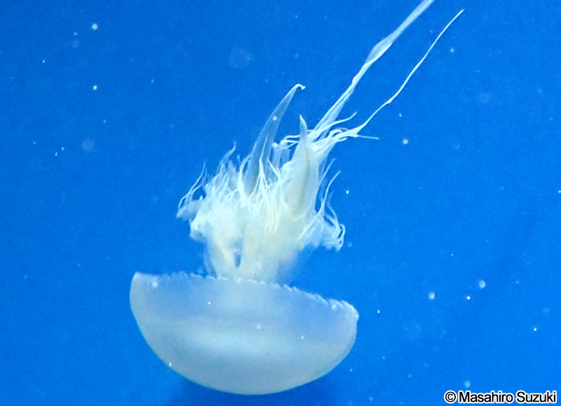 スナイロクラゲ Rhopilema asamushi