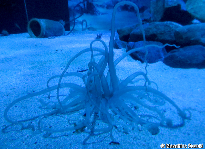 スナイソギンチャク Dofleinia armata