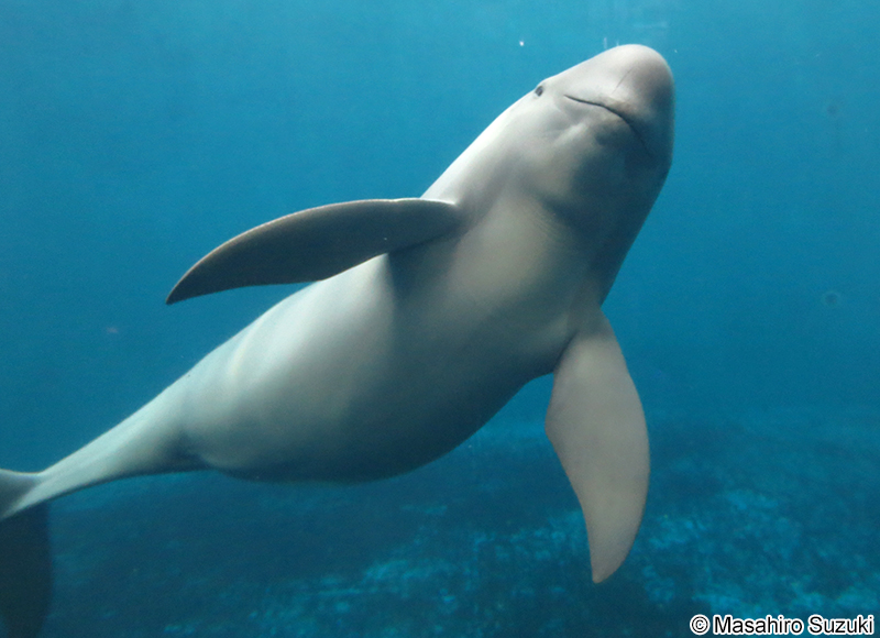 スナメリ Neophocaena phocaenoides sunameri