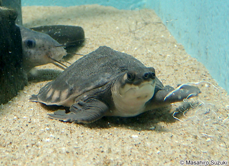 スッポンモドキ Carettochelys insculpta