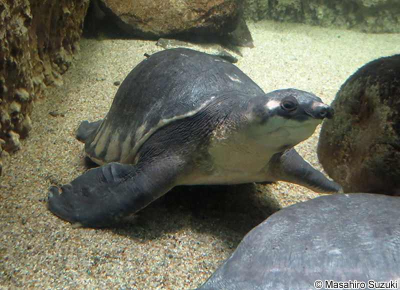 スッポンモドキ Carettochelys insculpta