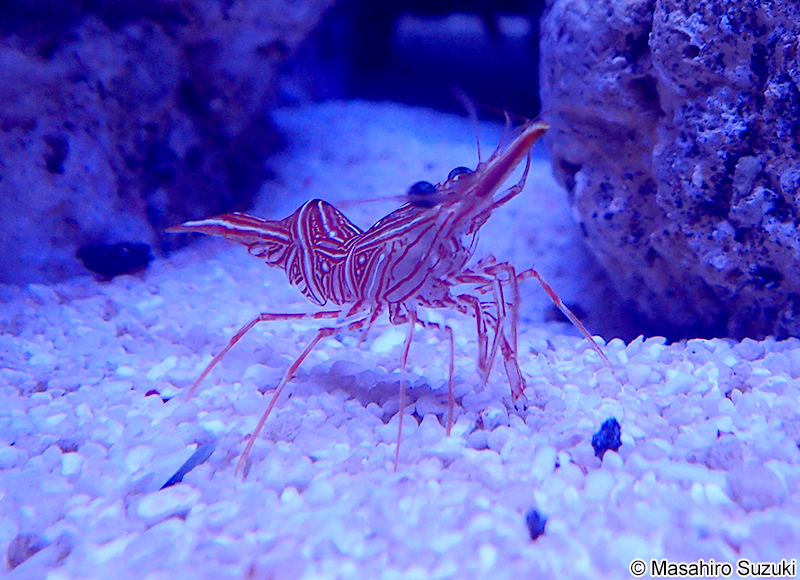 スザクサラサエビ　Rhynchocinetes durbanensis